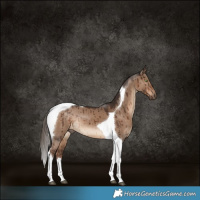 Horse Color:Liver Red Dun Tobiano Brindle