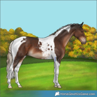 Horse Color:Liver Chestnut Tobiano 