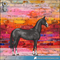 Horse Color:Smoky Black Rabicano