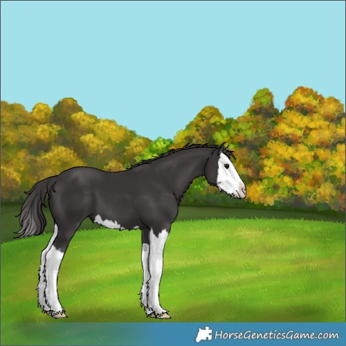 Horse Color:Smoky Black Splash 
