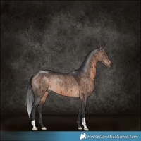 Horse Color:Brown Dun Rabicano Brindle 
