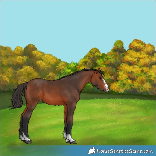 Horse Color:Bay Sabino 