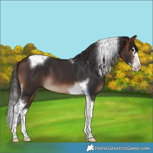 Horse Color:Brown Splash Tobiano 