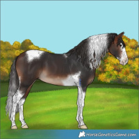 Horse Color:Brown Splash Tobiano
