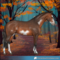 Horse Color:Bay Splash Frame Rabicano 