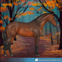 Horse Color:White Spotted Bay 