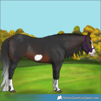 Horse Color:Brown Splash Frame Rabicano