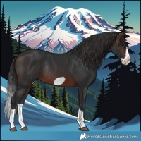 Horse Color:Brown Splash Frame Rabicano 