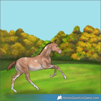 Horse Color:White Spotted Gold Champagne Sabino 