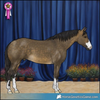 Horse Color:Buckskin Dun 