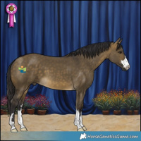 Horse Color:Buckskin Dun 