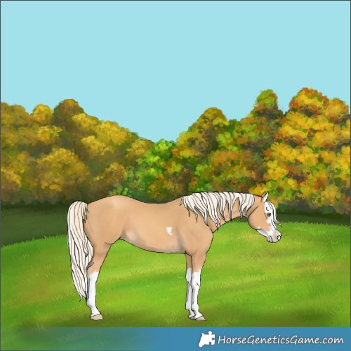 Horse Color:Gold Cream Champagne Splash 