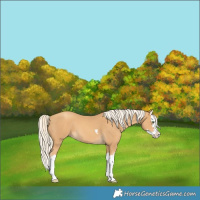Horse Color:Gold Cream Champagne Splash 