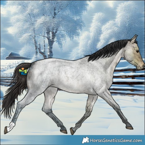 Horse Color:Brown Ice Roan 