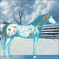 Horse Color:Thunderstruck Bay Splash Appaloosa 