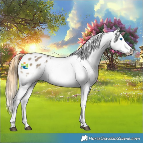 Horse Color:Buckskin Dun Sabino Splash Tobiano Appaloosa 