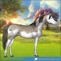 Horse Color:Buckskin Dun Splash Tobiano