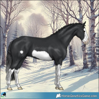 Horse Color:Black Splash Frame 