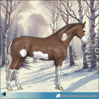 Horse Color:Silver Black Splash Frame 