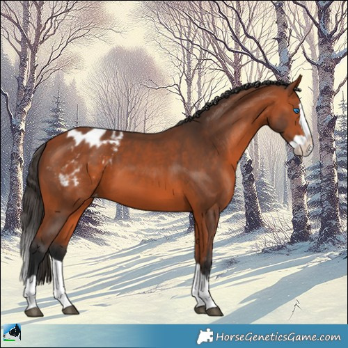 Horse Color:Bay Splash Appaloosa 