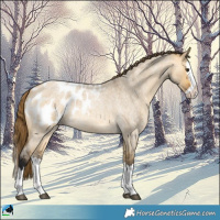 Horse Color:Buckskin Roan Dun Splash Appaloosa 