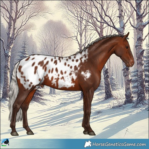 Horse Color:Silver Brown Appaloosa 