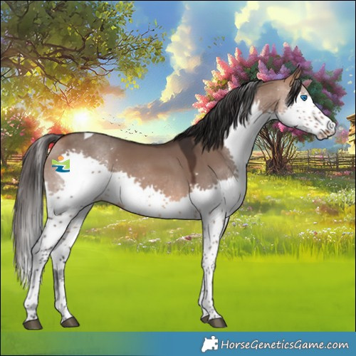 Horse Color:Bay Dun Splash Tobiano 