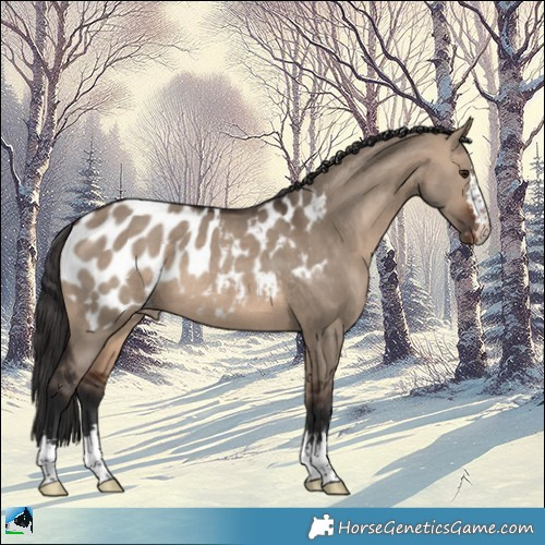 Horse Color:Brown Dun Near Leopard 