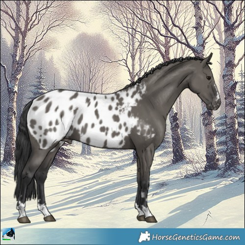Horse Color:Grullo Appaloosa 