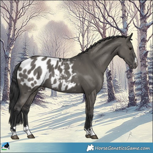 Horse Color:Grullo Appaloosa 