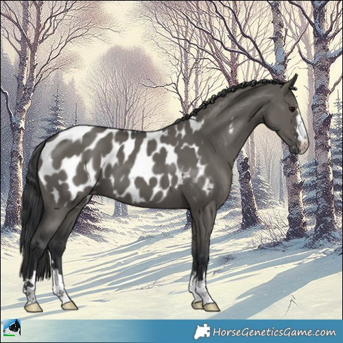 Horse Color:Grullo Appaloosa 