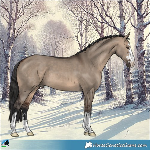 Horse Color:Brown Dun 