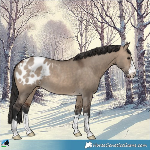 Horse Color:Brown Dun Appaloosa 