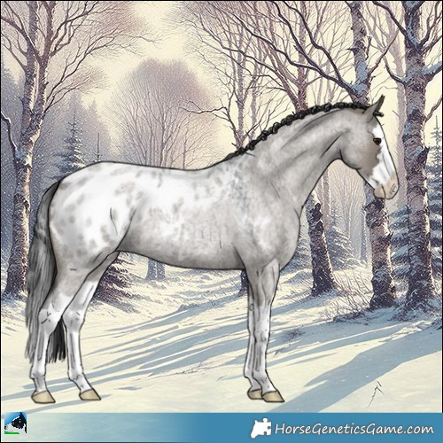 Horse Color:Grullo Roan Splash Appaloosa 
