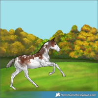 Horse Color:White Spotted Liver Chestnut Sabino Splash 