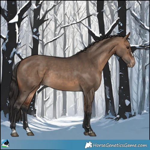 Horse Color:Bay Dun Appaloosa Rabicano 