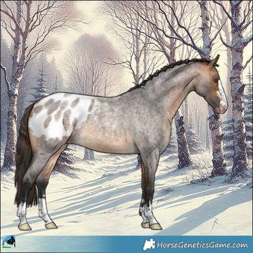 Horse Color:Buckskin Roan Blanket 