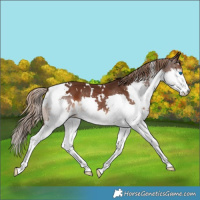 Horse Color:White Spotted Liver Chestnut Splash 