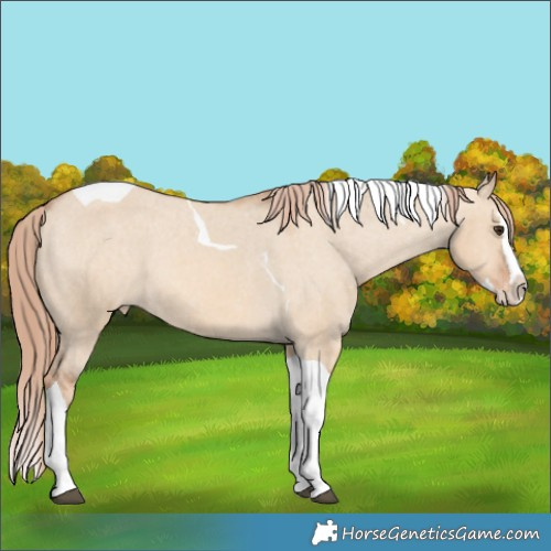 Horse Color:Red Dun Splash Tobiano Appaloosa Rabicano 