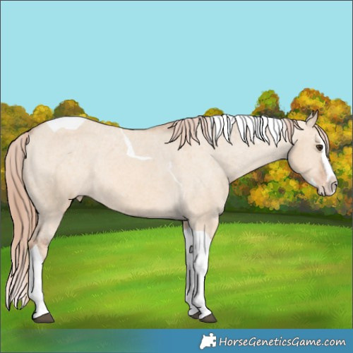 Horse Color:Red Dun Splash Tobiano Appaloosa Rabicano 