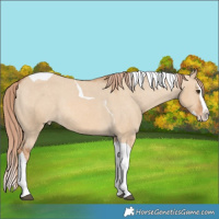 Horse Color:Red Dun Splash Tobiano Appaloosa Rabicano 