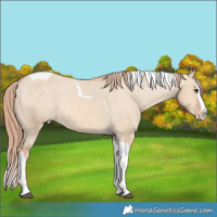 Horse Color:Red Dun Splash Tobiano Appaloosa Rabicano