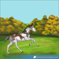 Horse Color:White Spotted Liver Chestnut Splash 