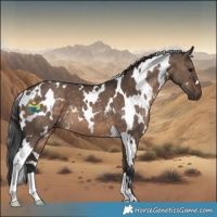 Horse Color:White Spotted Brown Dun 