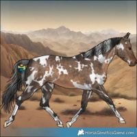 Horse Color:White Spotted Brown Dun 