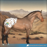 Horse Color:Bay Dun Appaloosa 