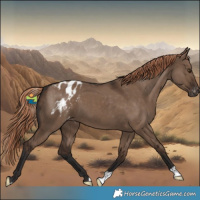 Horse Color:Liver Red Dun Appaloosa 