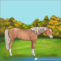 Horse Color:Gold Champagne Splash 