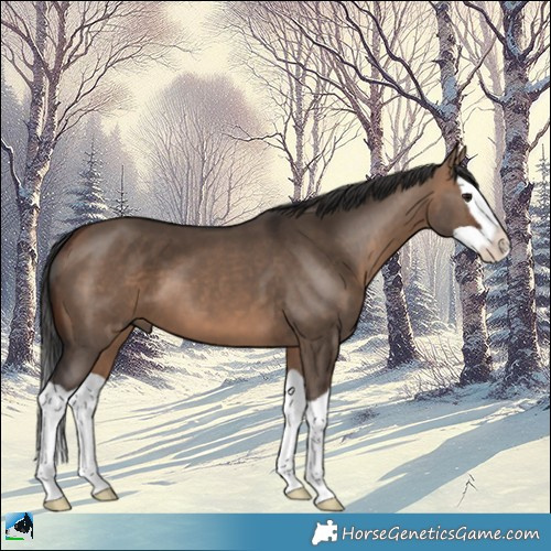 Horse Color:Bay Dun Splash 