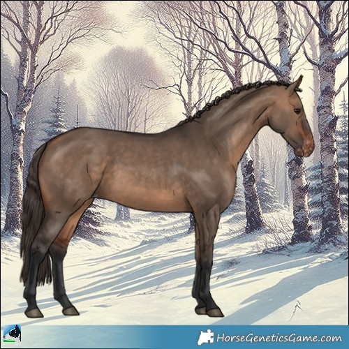 Horse Color:Bay Dun Appaloosa 